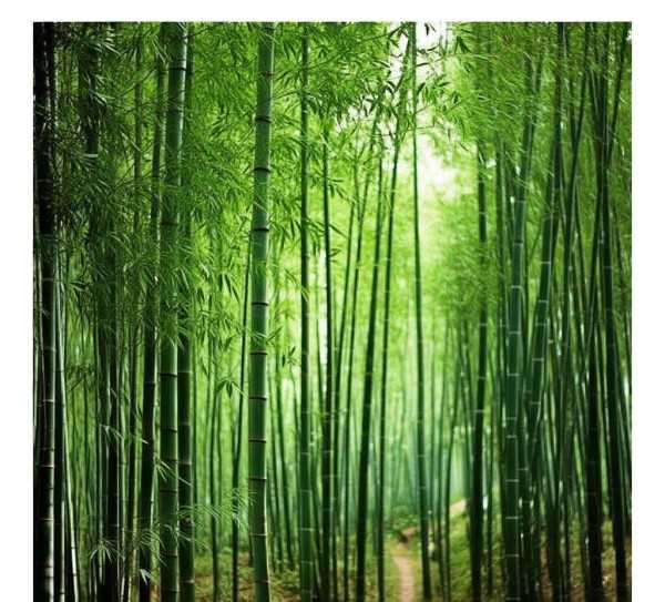 竹影婆娑，岁月如诗的竹林画卷